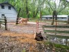 Both horses safely returned to their enclosure