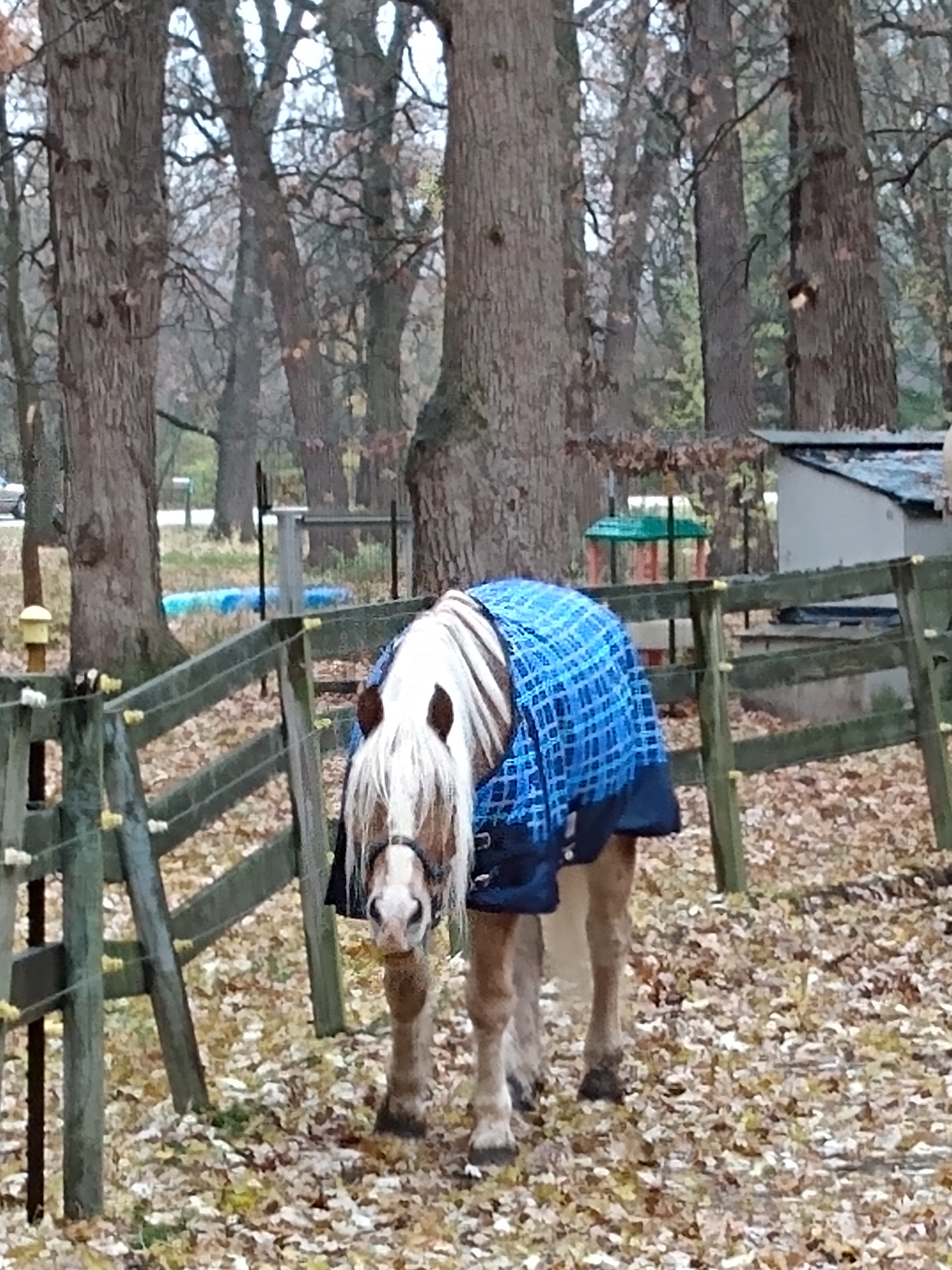 Asher wearing new blanket