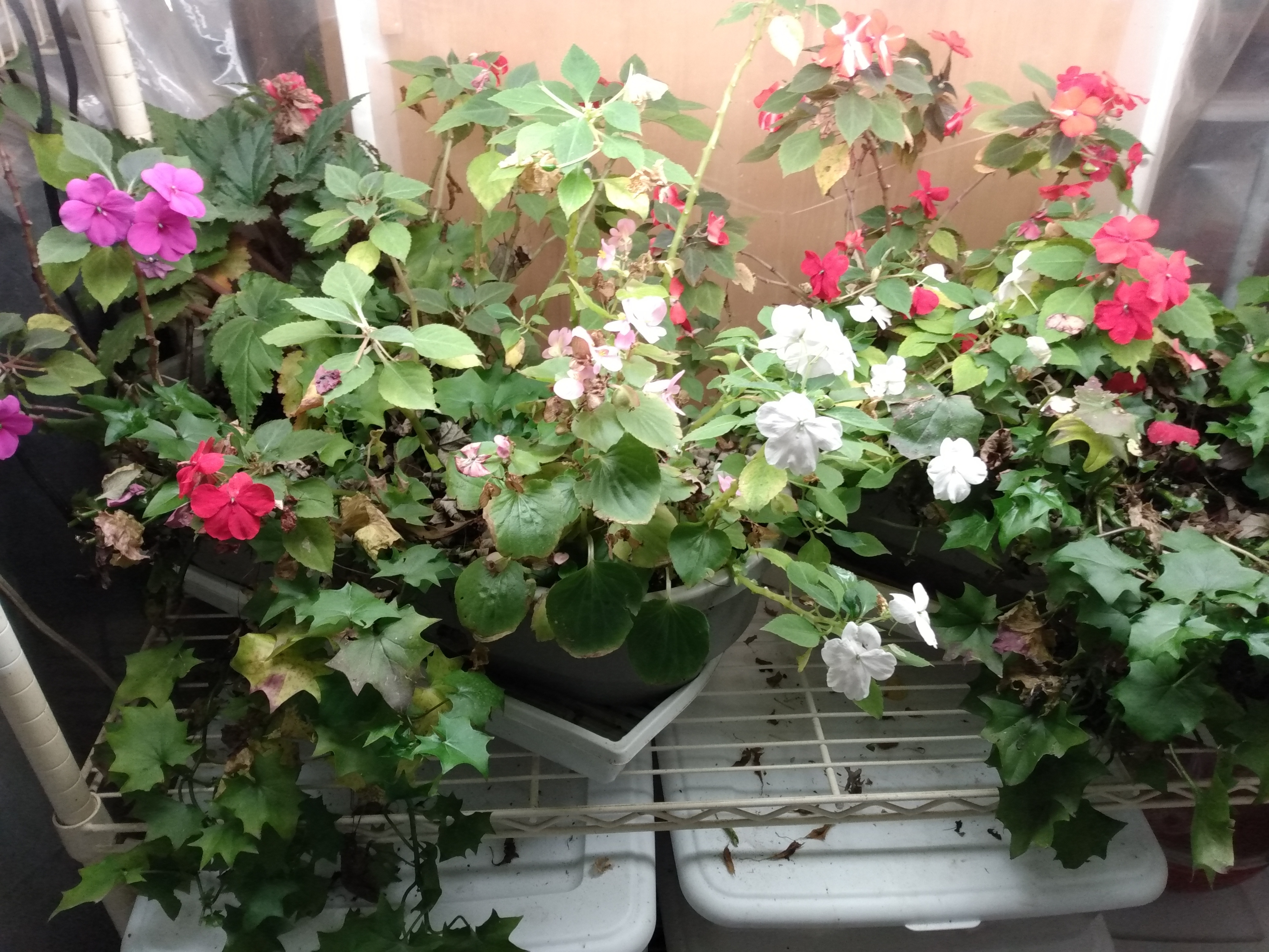 Impatiens and begonias under indoor lights